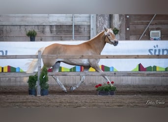 Haflinger, Stute, 3 Jahre, 153 cm, Fuchs