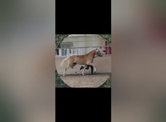 Haflinger, Stute, 3 Jahre, 153 cm, Fuchs