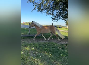 Haflinger, Stute, 3 Jahre, 153 cm, Fuchs