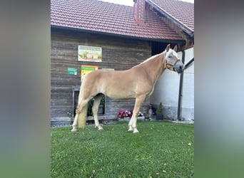 Haflinger, Stute, 3 Jahre, 153 cm, Fuchs