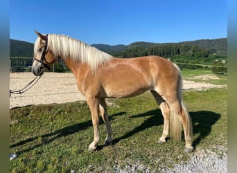 Haflinger, Stute, 3 Jahre, 154 cm