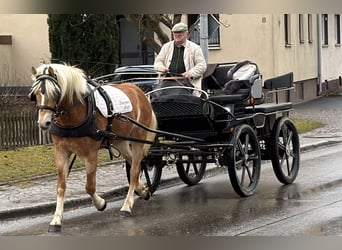 Haflinger, Stute, 3 Jahre, 154 cm, Fuchs