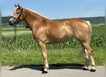 Haflinger, Stute, 3 Jahre, 154 cm, Fuchs