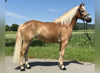 Haflinger, Stute, 3 Jahre, 154 cm, Fuchs