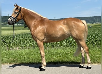 Haflinger, Stute, 3 Jahre, 154 cm, Fuchs