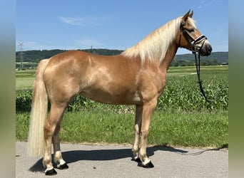 Haflinger, Stute, 3 Jahre, 154 cm, Fuchs