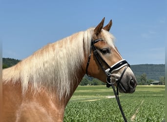 Haflinger, Stute, 3 Jahre, 154 cm, Fuchs