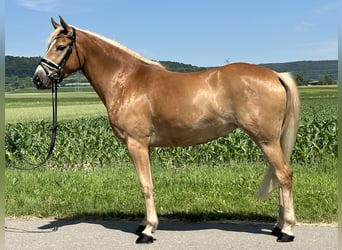 Haflinger, Stute, 3 Jahre, 154 cm, Fuchs