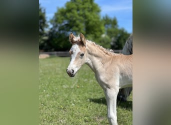 Haflinger, Stute, 3 Jahre, Fuchs