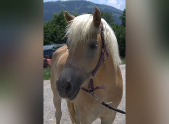 Haflinger, Stute, 3 Jahre, Fuchs