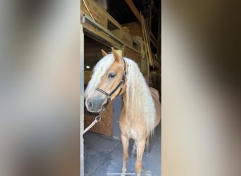 Haflinger, Stute, 3 Jahre, Fuchs