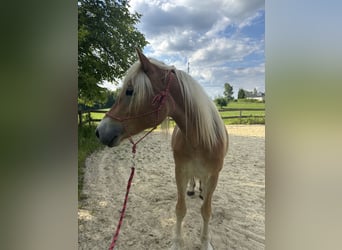 Haflinger, Stute, 3 Jahre, Fuchs