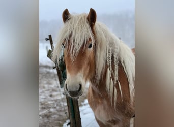 Haflinger, Stute, 3 Jahre, Fuchs
