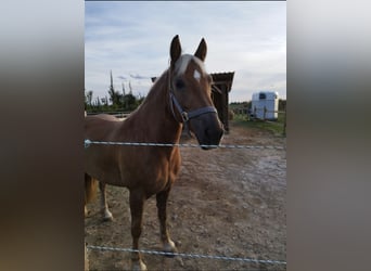 Haflinger, Stute, 4 Jahre, 140 cm, Falbe