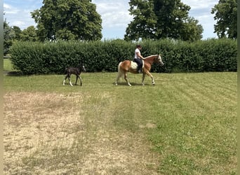 Haflinger, Stute, 4 Jahre, 140 cm