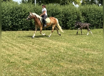 Haflinger, Stute, 4 Jahre, 140 cm