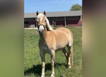 Haflinger, Stute, 4 Jahre, 140 cm, Fuchs