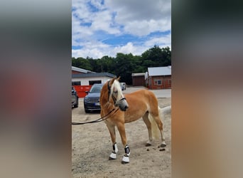 Haflinger, Stute, 4 Jahre, 142 cm, Fuchs