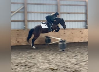 Haflinger, Stute, 4 Jahre, 142 cm, Rotbrauner