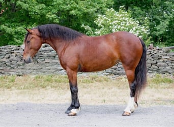 Haflinger, Stute, 4 Jahre, 142 cm, Rotbrauner