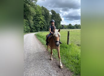 Haflinger, Stute, 4 Jahre, 143 cm, Fuchs