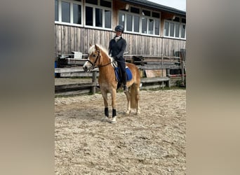 Haflinger, Stute, 4 Jahre, 144 cm