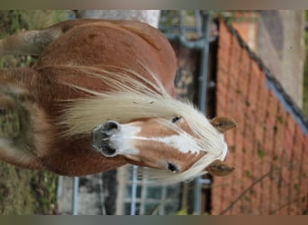 Haflinger, Stute, 4 Jahre, 144 cm