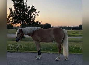 Haflinger, Stute, 4 Jahre, 144 cm, Fuchs