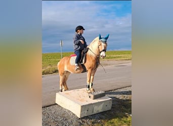 Haflinger, Stute, 4 Jahre, 145 cm