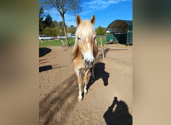 Haflinger, Stute, 4 Jahre, 145 cm