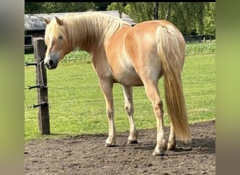 Haflinger, Stute, 4 Jahre, 145 cm