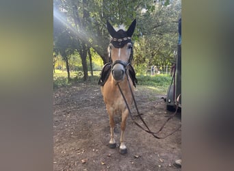 Haflinger, Stute, 4 Jahre, 145 cm, Fuchs