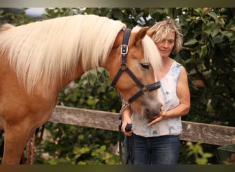 Haflinger, Stute, 4 Jahre, 145 cm, Fuchs