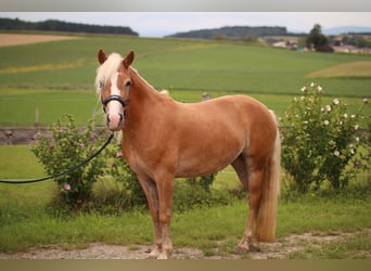 Haflinger, Stute, 4 Jahre, 145 cm, Fuchs