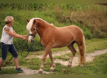 Haflinger, Stute, 4 Jahre, 145 cm, Fuchs
