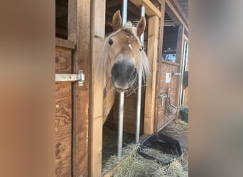 Haflinger, Stute, 4 Jahre, 146 cm