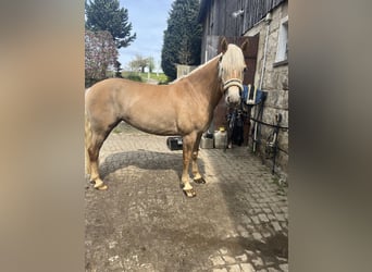 Haflinger, Stute, 4 Jahre, 146 cm, Fuchs