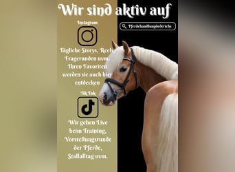 Haflinger, Stute, 4 Jahre, 146 cm, Fuchs