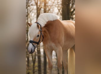 Haflinger, Stute, 4 Jahre, 146 cm, Fuchs