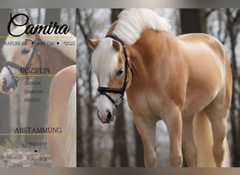 Haflinger, Stute, 4 Jahre, 146 cm, Fuchs