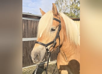 Haflinger, Stute, 4 Jahre, 146 cm, Fuchs
