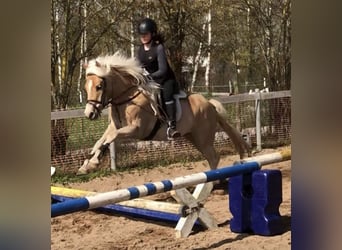 Haflinger, Stute, 4 Jahre, 146 cm, Fuchs
