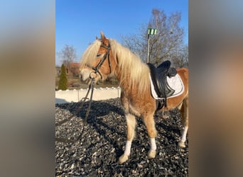 Haflinger, Stute, 4 Jahre, 147 cm
