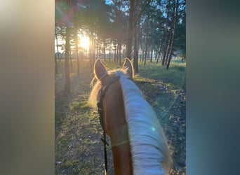 Haflinger, Stute, 4 Jahre, 147 cm