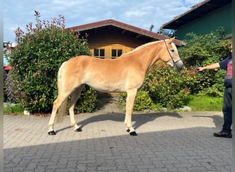 Haflinger, Stute, 4 Jahre, 147 cm, Fuchs