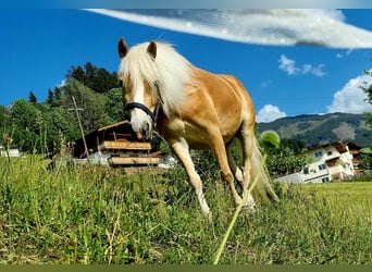 Haflinger, Stute, 4 Jahre, 147 cm, Fuchs