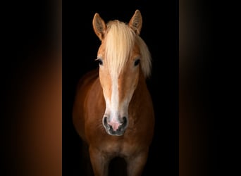 Haflinger, Stute, 4 Jahre, 147 cm, Fuchs
