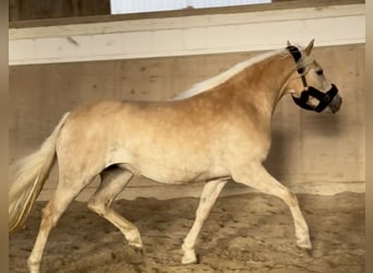 Haflinger, Stute, 4 Jahre, 147 cm, Palomino