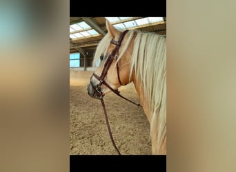 Haflinger, Stute, 4 Jahre, 147 cm, Palomino