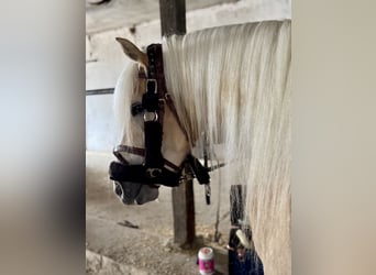 Haflinger, Stute, 4 Jahre, 147 cm, Palomino